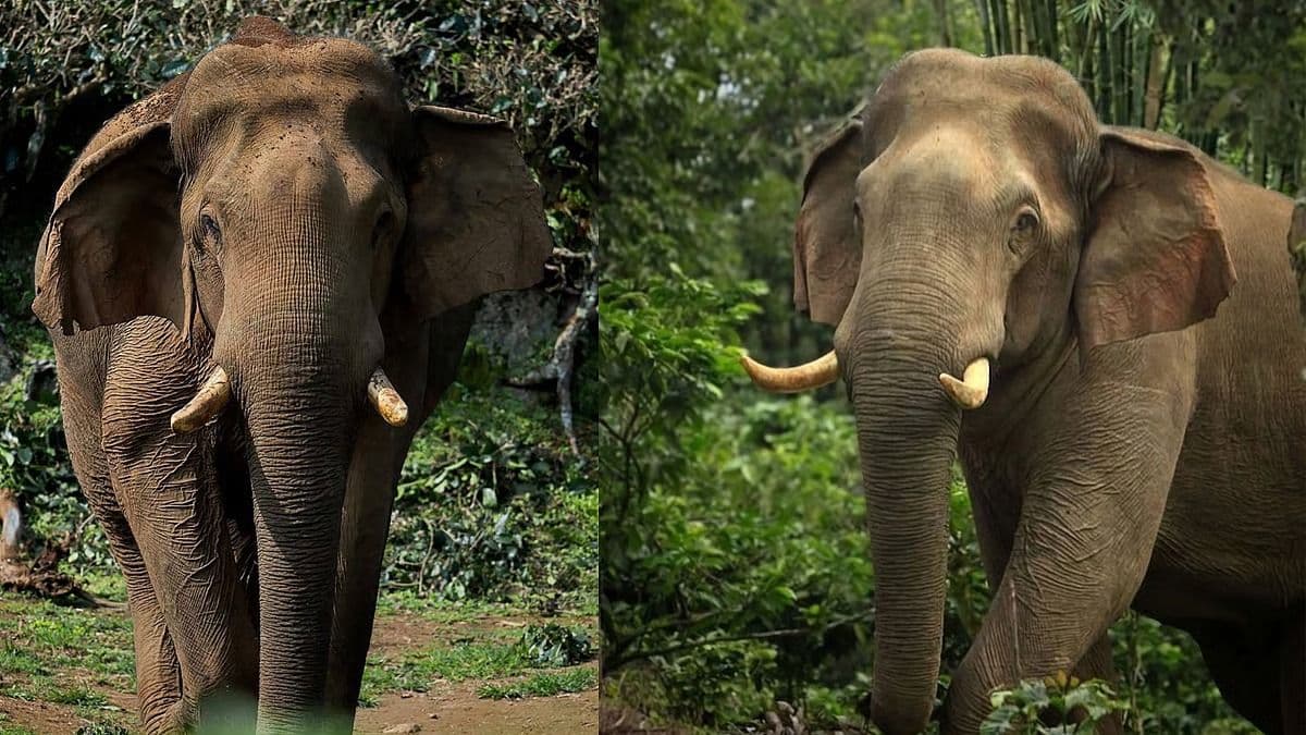 നെല്ലിയാമ്പതിയുടെ ‘നാട്ടാന’ ചില്ലിക്കൊമ്പൻ ചരിഞ്ഞു