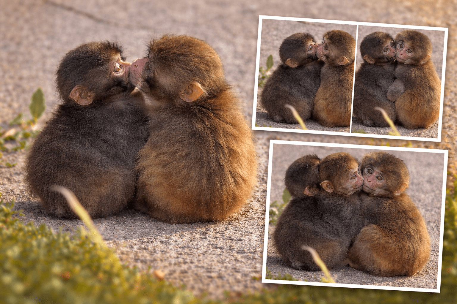 പഞ്ചിന് ഗേൾഫ്രണ്ട്; മോമോച്ചാനെത്തി, സന്തോഷദൃശ്യങ്ങൾ വൈറൽ