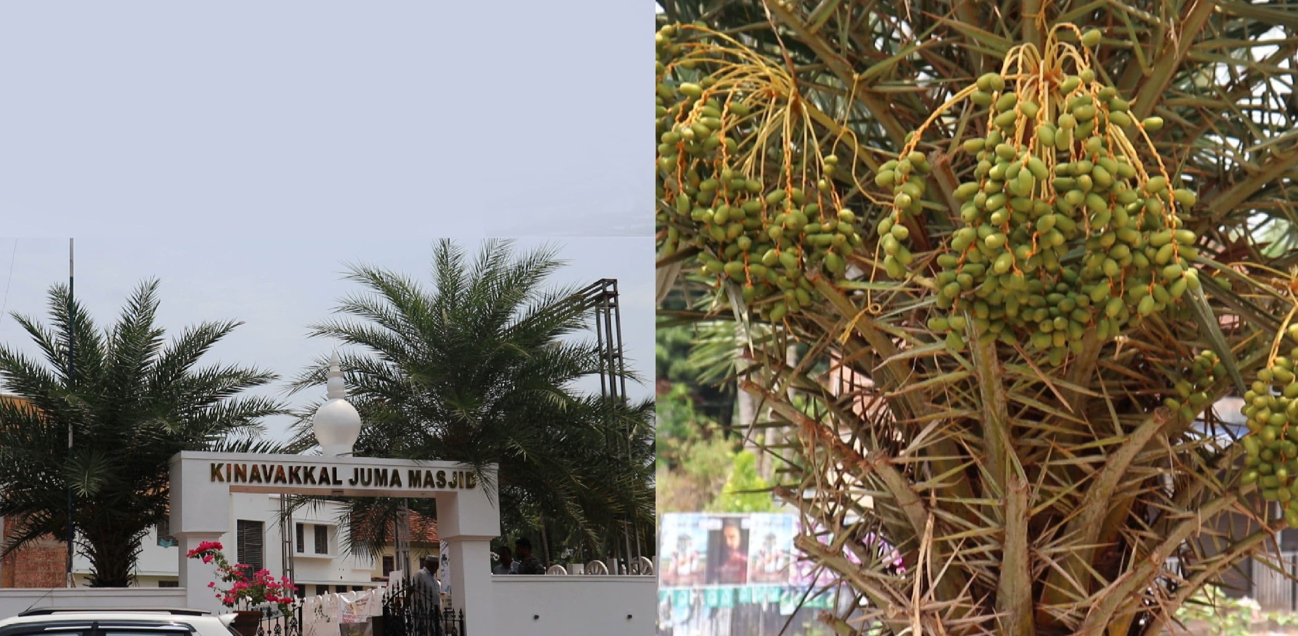 വേണമെങ്കിൽ ഈന്തപ്പന കിണവക്കലും കായ്ക്കും