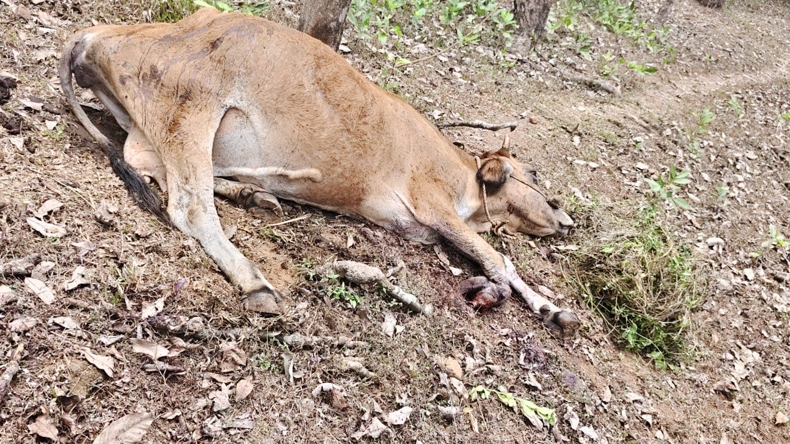 കണ്ണവത്ത് സ്ഫോടക വസ്തു പൊട്ടിതെറിച്ച് കറവ പശുവിന് പരിക്ക്.