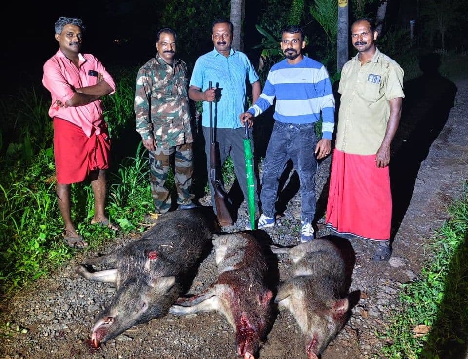 കാട്ടുപന്നിക്കളെ ഷൂട്ടർമാർ വെടി വെച്ചു കൊന്നു.