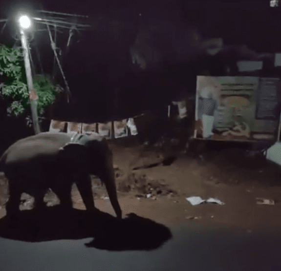 കണ്ണൂരിൽ വിരണ്ടോടിയ ആന ഭീതി പരത്തി: ഓട്ടോറിക്ഷയും കാറും തകർത്തു