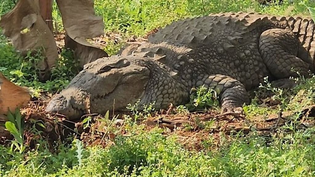 പുതിയ പ്രതിരോധ സംവിധാനവുമായി ബിഎസ്എഫ്