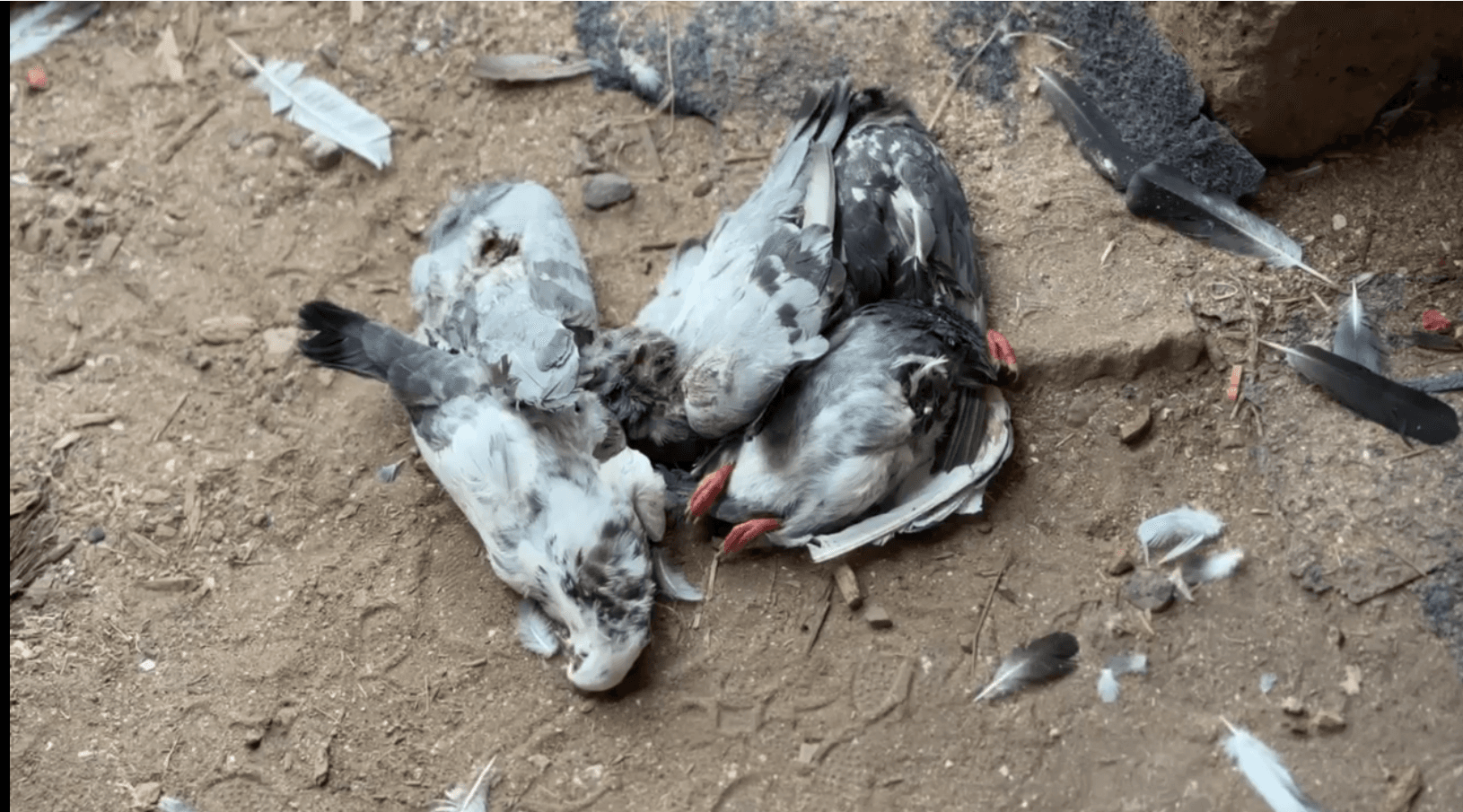 പ്രാവുകളെ കഴുത്തറത്ത് കൊന്നു
