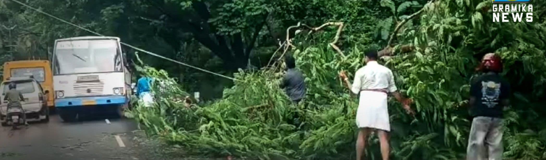 മരച്ചില്ല റോഡിലേക്ക് പൊട്ടി വീണ് ഗതാഗതം തടപ്പെസ്സട്ടു.