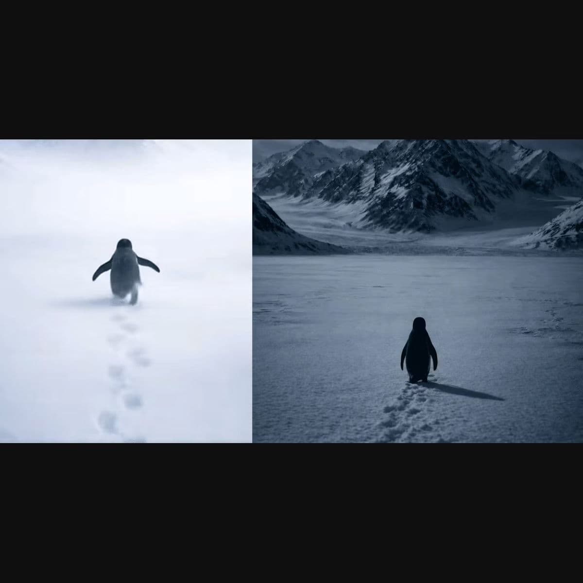 സോഷ്യൽമീഡിയയിൽ ചർച്ചയായി പെൻഗ്വിന്റെ ഒറ്റയ്ക്കുള്ള യാത്ര...