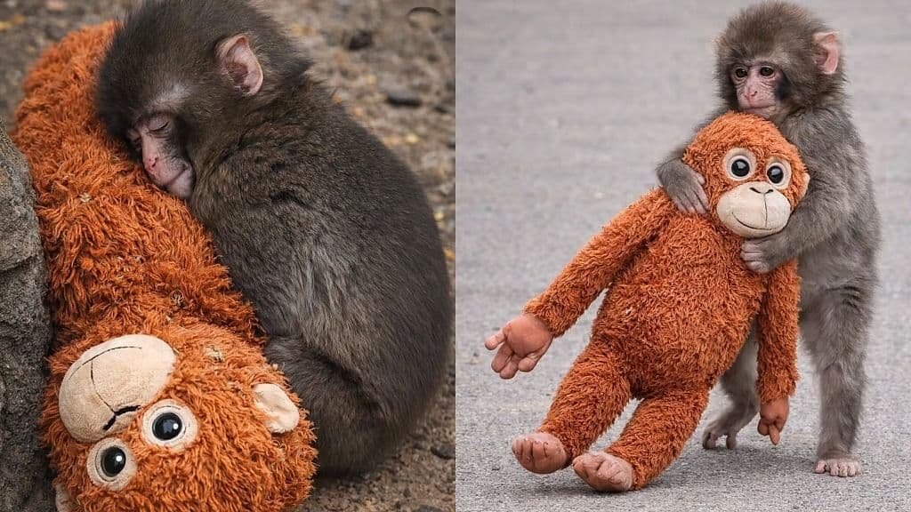 ഒറ്റപ്പെട്ട പഞ്ചിന് താങ്ങായി പാവക്കുട്ടി