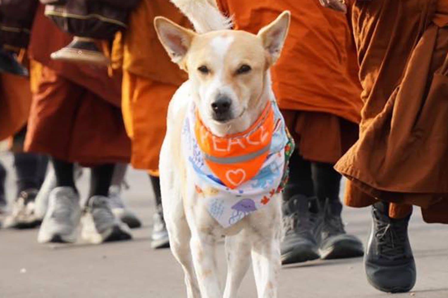 തെരുവ് നായയായ ‘അലോക’യുടെ അത്ഭുത യാത്ര