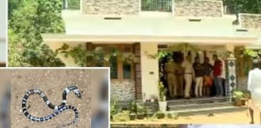 പാമ്പുകടിയേറ്റ് കുട്ടി മരിച്ച വീട്ടിലെ കിടപ്പുമുറിയിൽ ഒരു പാമ്പിനെ കൂടി കണ്ടെത്തി