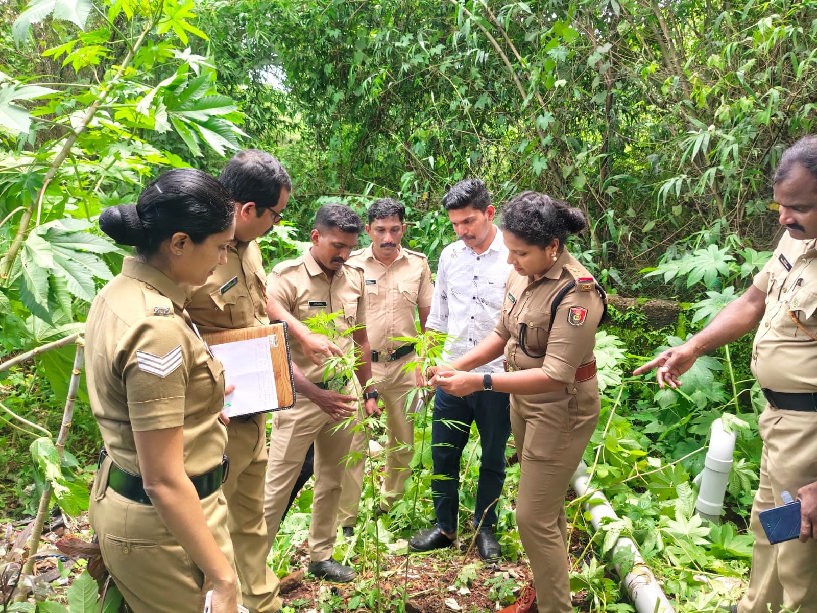 ഓപ്പറേഷൻ തണ്ടർ: രണ്ട് കഞ്ചാവ് ചെടികൾ കണ്ടെത്തി