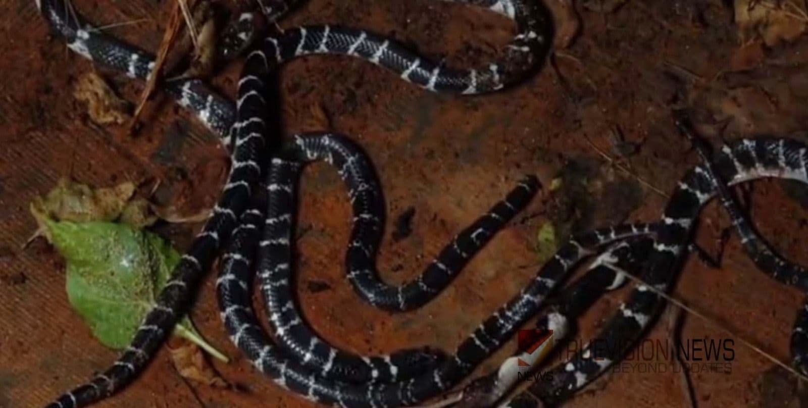 വീടിനുള്ളിൽ വിഷപാമ്പ്